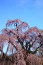 Cherry trees in full blossom Royalty Free Stock Photo