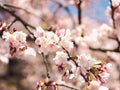 Cherry trees in full blossom Royalty Free Stock Photo