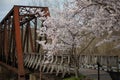 Cherry trees in full spring bloom at Hazel Ruby McQuain Park in Morgantown West Virginia Royalty Free Stock Photo