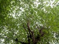 Cherry trees are green and lush under the hot afternoon sun