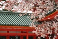 Cherry trees of Heian-jingu sh Royalty Free Stock Photo