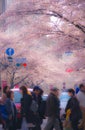 Cherry trees and the hustle and bustle of Tama Plaza Royalty Free Stock Photo