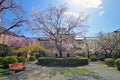 Cherry trees at Kyoto Prefectural Government Old main building