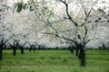 Michigan Cherry Orchard in Full Bloom. Royalty Free Stock Photo