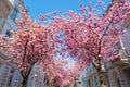 Cherry trees in the old town of Bonn, Germany Royalty Free Stock Photo