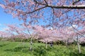 Cherry trees orchard oblossom Royalty Free Stock Photo