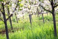 Cherry trees orchard spring season Royalty Free Stock Photo