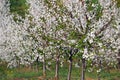 Cherry trees orchard spring season landscape Royalty Free Stock Photo