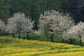 Cherry trees with field, Germany