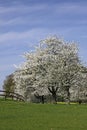 Cherry trees in spring, Hagen, Germany