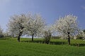 Cherry trees in spring, Lower Saxony, Germany Royalty Free Stock Photo