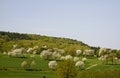 Cherry trees in spring, Lower Saxony, Germany Royalty Free Stock Photo