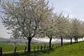 Cherry trees in spring, Lower Saxony, Germany Royalty Free Stock Photo