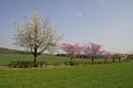 Cherry trees in spring, Lower Saxony, Germany