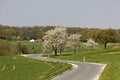 Cherry trees in spring in Saxony, Germany Royalty Free Stock Photo