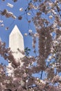 Cherry trees surround the Washington Monument