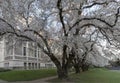 Cherry Trees at University of Washington Royalty Free Stock Photo