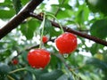 Cherry Twig After Rain Royalty Free Stock Photo