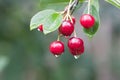 Cherry twig with rain drops Royalty Free Stock Photo