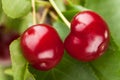 Cherry two Royalty Free Stock Photo