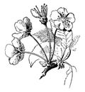 Cherry Umbel vintage illustration