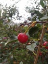 Cherry is a valuable and healthy garden culture. Royalty Free Stock Photo