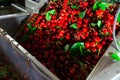 Cherry washing and cleaning in warehouse Royalty Free Stock Photo