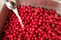 Cherry washing.  Sweet cherry washing in the kitchen sink Royalty Free Stock Photo