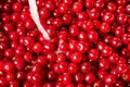 Cherry washing.  Sweet cherry washing in the kitchen sink Royalty Free Stock Photo