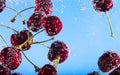 Cherry water bubbles Royalty Free Stock Photo