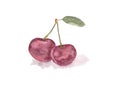 Cherry, watercolor drawingisolated. Picture of a pair of ripe cherries, made with watercolor.