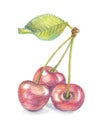 Cherry watercolor pencil illustration