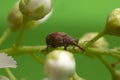 Cherry weevil, Anthonomus rectirostris on bird cherry twig with a green background