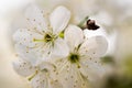 Cherry white flower Royalty Free Stock Photo