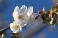 Cherry white flower