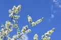 Cherry white flowers against blue sky Royalty Free Stock Photo