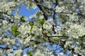 Cherry white flowers against blue sky Royalty Free Stock Photo