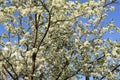 Cherry white flowers against blue sky Royalty Free Stock Photo