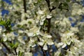 Cherry white flowers against blue sky Royalty Free Stock Photo