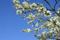 Cherry white flowers against blue sky Royalty Free Stock Photo