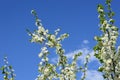 Cherry white flowers against blue sky Royalty Free Stock Photo