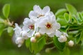 Pear flowers. Fruit tree in full bloom. Flowering pear branch. Spring blooming garden. Royalty Free Stock Photo