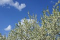 Cherry white flowers against blue sky Royalty Free Stock Photo