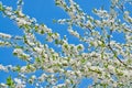 Cherry white flowers against blue sky. Plum blossom in full bloom. Spring flowering garden. Fruit tree branches. Blooming cherry Royalty Free Stock Photo