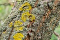 Cherry wood bark surface texture with moss Royalty Free Stock Photo