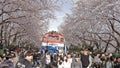 cherryblossom festival in jinhae south korea