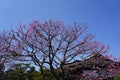 Cherryblossom flower