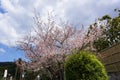 Cherryblossom flower Royalty Free Stock Photo