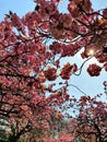 cherryblossom pink flower beautiful sunlight sunshine Royalty Free Stock Photo