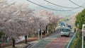 cherryblossom by the roadside